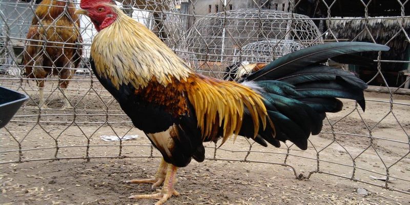 Chọi gà tre cựa dao là hình thức khá đẫm máu