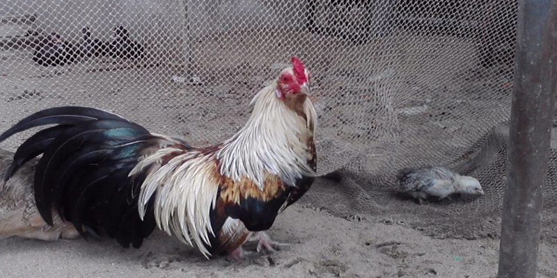 Gà chuối tre có lông ở cổ và thân có đặc điểm sợi lông màu trắng