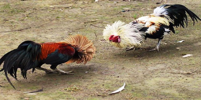 Kỹ năng chăm sóc của người huấn luyện cũng rất quan trọng trong việc đá gà tre