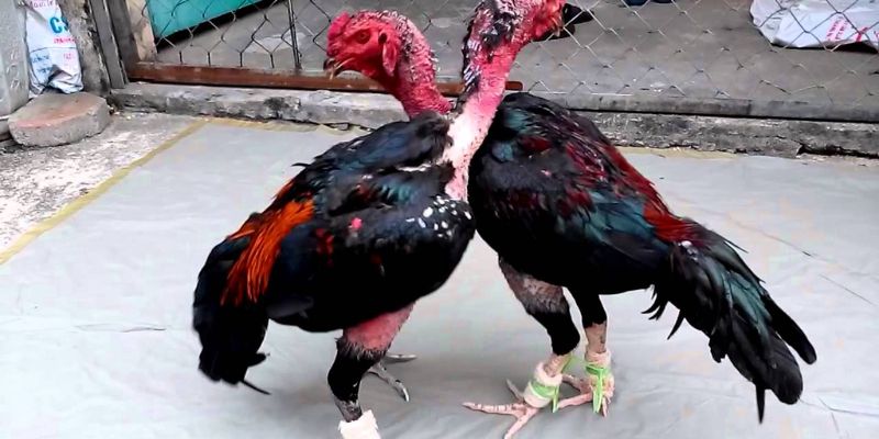 Nghệ thuật đá gà trong kỹ thuật và chiến lược