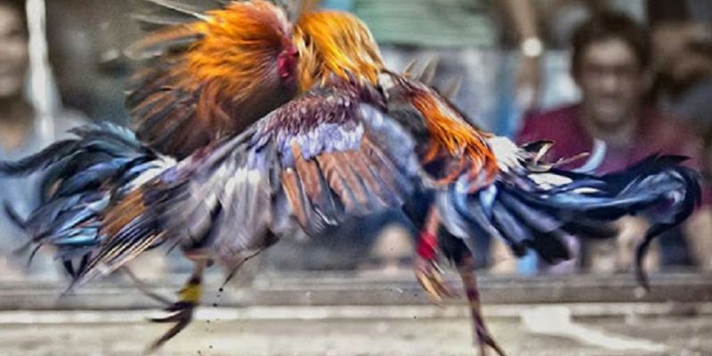 Cách chọn đuôi gà chọi như thế nào để tham gia cược đá gà?