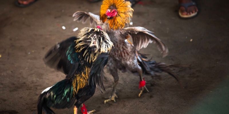 Tổng quan sơ lược dữ liệu hay về soi kèo đá gà   
