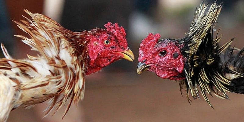 Một số kinh nghiệm đặt cược chọi kê hiệu quả