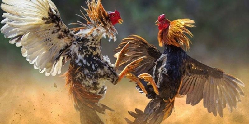Nhiều ưu đãi dành cho hội viên tham gia cược chọi gà