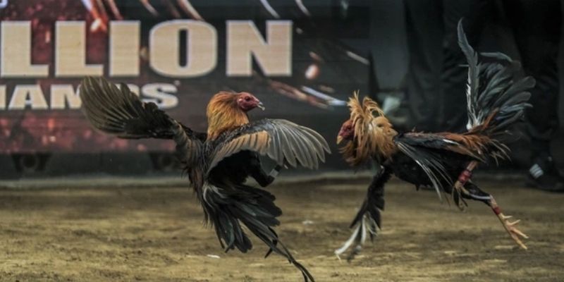 Bí quyết đá gà Casino đánh giá lịch sử đối kháng