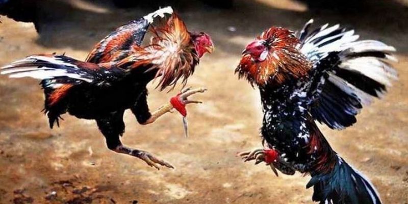 Nắm rõ một số tỷ lệ kèo trong cá cược đối kháng