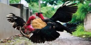 Xổ gà chọi bao gồm những phương pháp huấn luyện