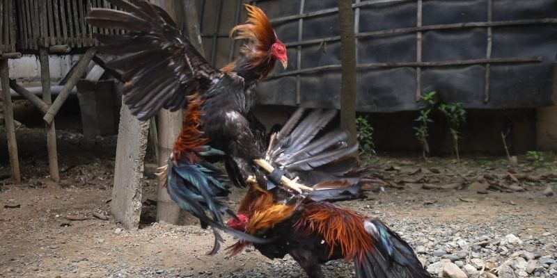 Bí quyết cá cược chọi kê không thể bỏ qua