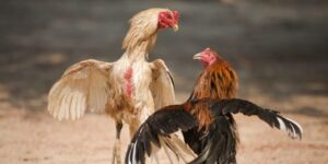 Gà đá đòn độc không cần nhiều pha biểu diễn