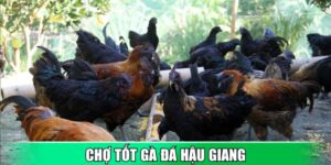 Chợ tốt gà đá Hậu Giang là lựa chọn lý tưởng