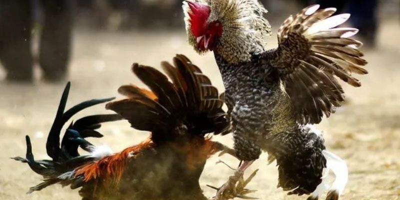 Hướng dẫn chọn chiến kê để tăng thêm cơ hội thắng