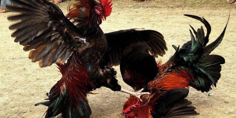 Khái quát chính về hình thức chọi gà Thái